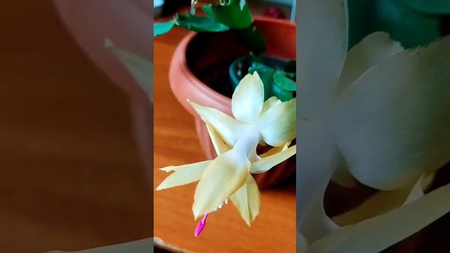 Весна у декабриста #цветы #декабрист #flowers