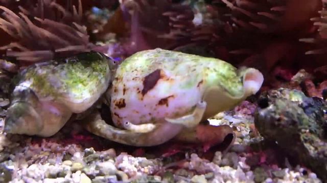 Израильский стромбус смотреть онлайн