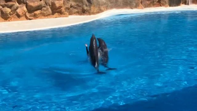 TENERIFE / LORO PARQUE #tenerife #loroparque смотреть онлайн