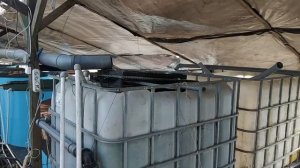 узв модернизация после падежа африканский сом