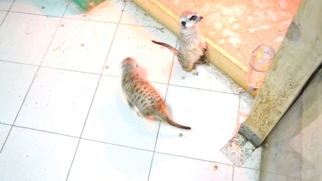ЗОО ПАРК КОРМИМ НЕОБЫЧНЫХ ЖИВОТНЫХ ГУАНАКО СУРИКАТЫ ЗОЛОТЫЕ РЫБКИ (ZOO PARK ANIMALS FEED UNUSUAL) смотреть онлайн