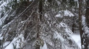 Русская гончая  Песня вл. Медведчиковы   Константин и Алексей.