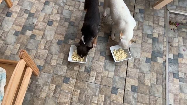 Витаминки беременяшкам даю отдельно, чтобы никто им не мешал.