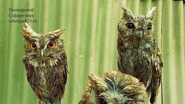 ОШЕЙНИКОВЫЕ СОВКИ В ПРИМОРСКОМ САФАРИ ПАРКЕ смотреть онлайн