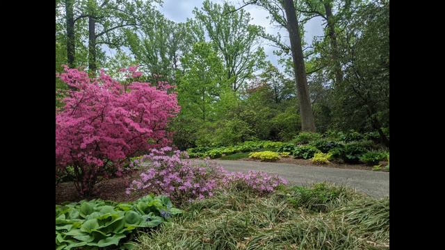 Wister Rhododendron Garden 2021 смотреть онлайн