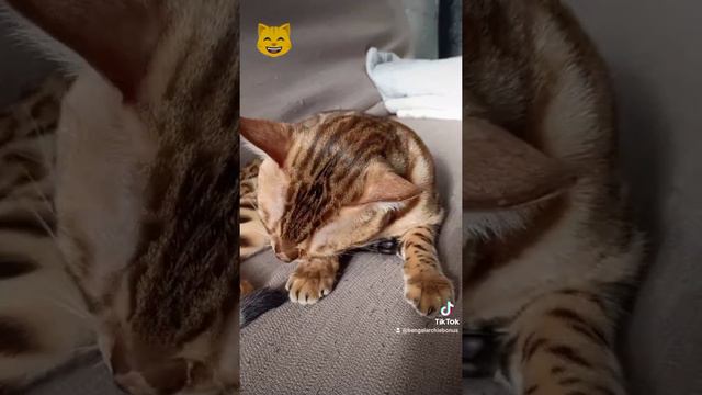 Бенгал Арчи не доволен 😼😸Cat Bengal Archie 😸 смотреть онлайн