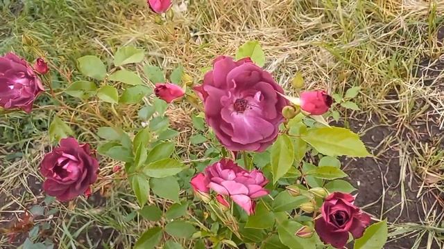 Розы - первогодки из питомника " Роза - Кубань" ч.1 смотреть онлайн