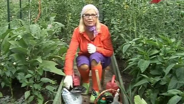 Лучки Пучки. Серия 191. Выращивание баклажана. смотреть онлайн