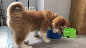 Акита-Ину в квартире. Первые дни.