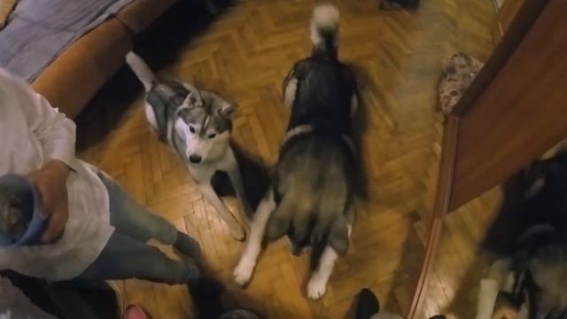 Лучший кинолог / дрессировка собак / маламут и хаски смотреть онлайн