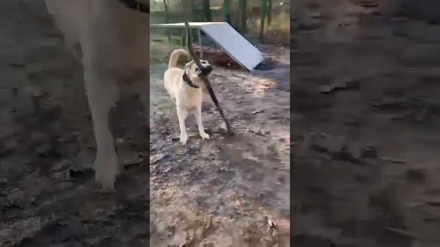 Ваше утро такое же бодрое? смотреть онлайн