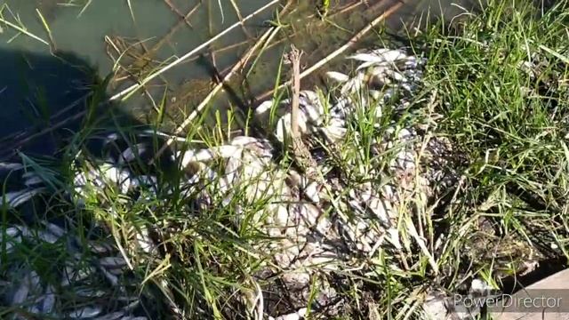 МАССОВАЯ ГИБЕЛЬ РЫБЫ В ПРУДУ ПОСЁЛКА ДУБКИ САРАТОВСКИЙ РАЙОН смотреть онлайн