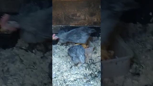 доминант голубой 2,5 месяца смотреть онлайн
