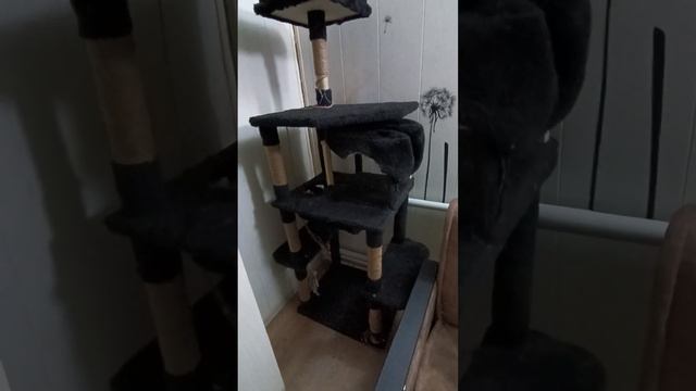 обновка енотикам #помощьбездомнымживотным #енотилюша #ямыилюша #анапа смотреть онлайн