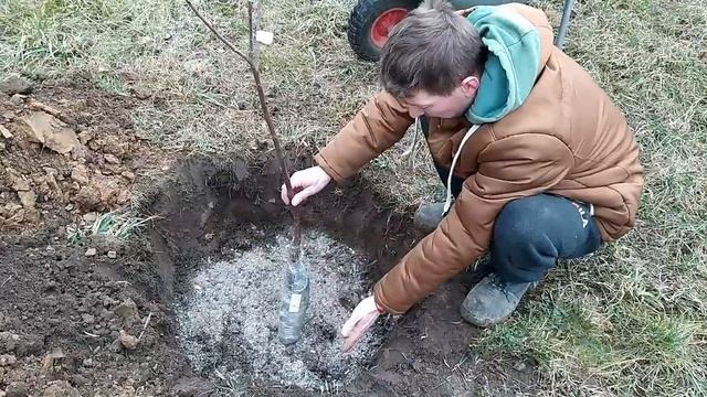 Посадка саженцев плодовых деревьев. Жизнь в деревне. Саженцы саженцы деревьев. смотреть онлайн