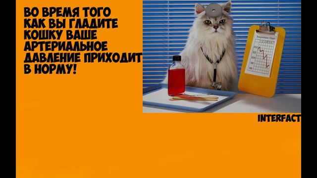 10 УДИВИТЕЛЬНЫХ ФАКТОВ О КОШКАХ смотреть онлайн
