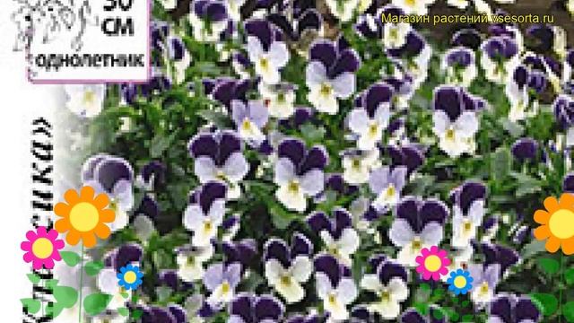 Виола ампельная Жемчужный водопад. Краткий обзор, описание характеристик Viola Hybrida