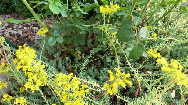 Розы в саду. Пьер де Ронсар, Керио, Кордана, почвопокровные розы смотреть онлайн