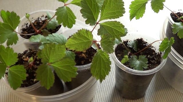 Астильба из семян. Рассада готова к высадке. смотреть онлайн