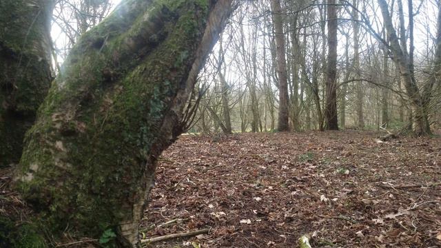 🇮🇪☘ ANCIENT IRISH FOREST🌲WINTER❄#loveireland💚WATCH RELAX💚HELP site WATCH any 10min VIDEO🙏subscribe🙏 смотреть онлайн