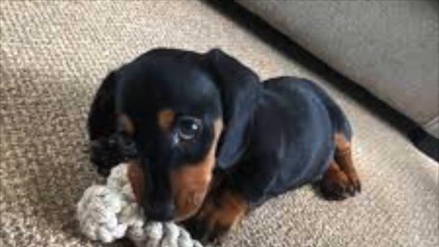 Песня про собачку