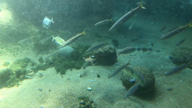 ОН ЖИВ, смотреть онлайн