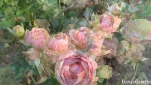 Элитная роза Эден Романтика ( Rose Eden Romantika) Каждому  розоводу по такой розе!