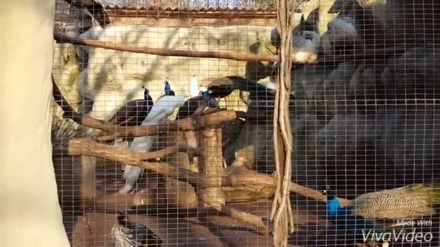 Поход в зоопарк первые весенние лучи солнца радуют нас. Катя и Тима. Прогулка. Часть3 смотреть онлайн