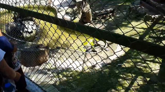 Зоопарк в Айтосе. Болгария|Мишинатор смотреть онлайн