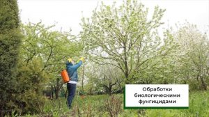 Самый эффективный комплекс препаратов для борьбы с вредителями косточковых деревьев!