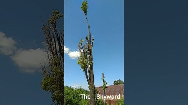 Удаляю пирамидальный тополь. г. Днепр. Take down a trees смотреть онлайн