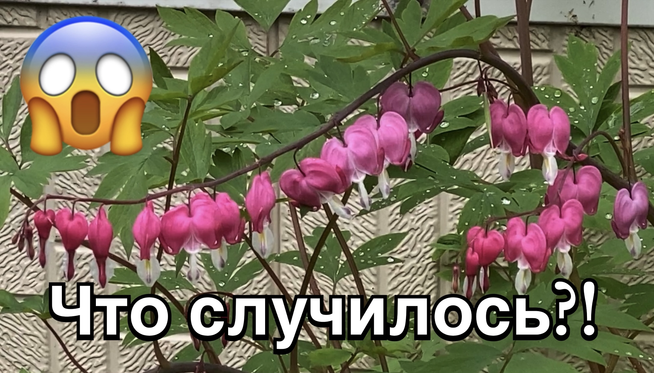 Случись беда и сразу папарацци! Мораль и вывод! 20 мая 2024 г. смотреть онлайн