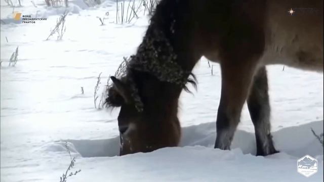 Башкирские кони видеоурок смотреть онлайн