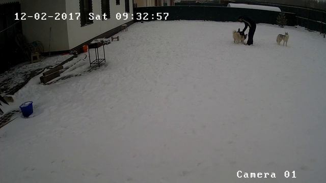 Хаски Онлайн. Husky online (Камера на улице) смотреть онлайн