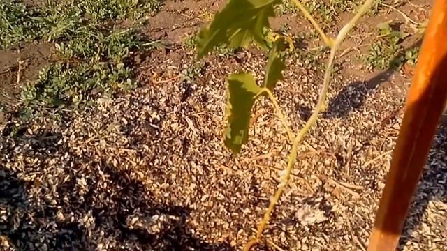 Виноград первый год после посадки смотреть онлайн