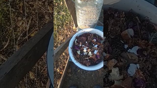 Чем я кормлю кур, когда зерно кончилось, а привезут через 2 дня. смотреть онлайн
