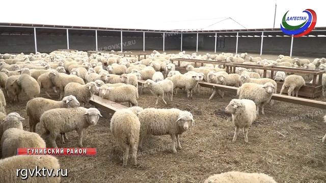 Откормочную площадку на 1,5 тысячи голов открыли в Гунибском районе
