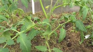 Томат Дебют F1 100% урожайно - сделайте это!