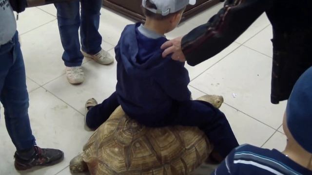 Метровая черепаха. смотреть онлайн