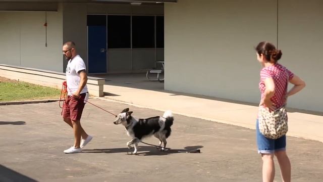 Dog World Order GameTime смотреть онлайн