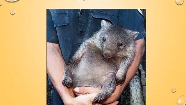 Презентация для детей. Животные смотреть онлайн