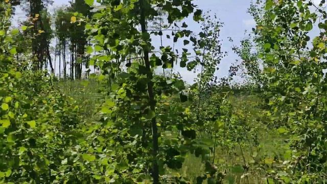 #июньскийлес НАШ ЛЕС В ИЮНЕ (г.Воронеж, 2023 г., муз.Вадим Гурьев). смотреть онлайн