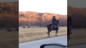 Американский рысак.