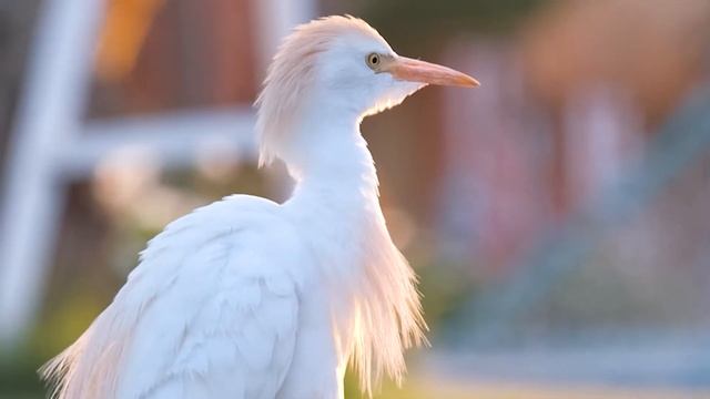 Нежные красивые мелодии для души! Слушай . смотреть онлайн