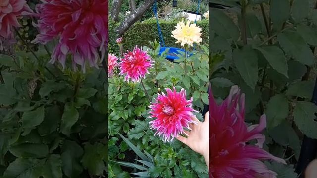 Георгин Гранд Финале (Гранд Финал) . Георгин Grand Finale. Крупноцветковые георгины. смотреть онлайн