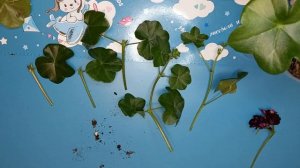 Как легко укоренить плющелистную пеларгонию, особенности обрезки и готовим правильно грунт