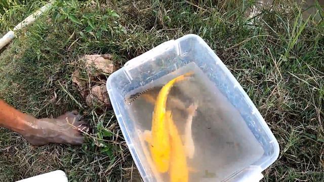 WOW Big Suckermouth in Lotus Lake!! Lucky Day Fishing Big Suckermouth Big Japan Gold KOI and Oranda смотреть онлайн