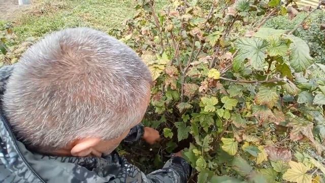 Смородина обрезка осенью подготовка к зиме Слава в теме смотреть онлайн