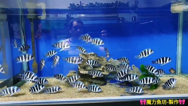 #野生摩巴#Cyphotilapiafrontosa#Moba #frontosa #tanganyika #aquariumfans #aqua #cichlidtank смотреть онлайн