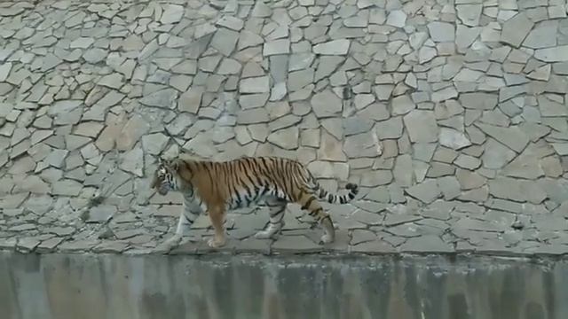 Тигр-братишка смотреть онлайн